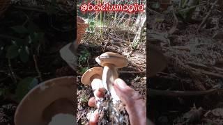 Boletus edulis, Porcino, Steinpilze #shorts #new #trending #foryou #nature #forest #wood #mushroom