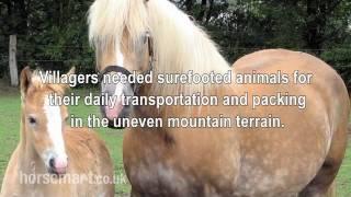 The Horsemart breed guide to Haflinger