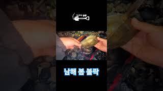 봄 볼락 낚시   #남해봄 #남해 #볼락 #볼락낚시 #밤낚시