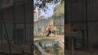 Singham #The tiger  #shorts #zoo video @wondering mom