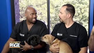 'The Vet Life' Stars Have Summer Safety Tips For Your Four-Legged Friends! | Celebrity Page