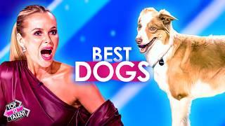 BEST DOGS That Can Win On Got Talent!