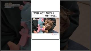 놀리는 장난감으로 고양이 놀려봤더니.. 이렇게 귀엽기야? #고양이놀리기