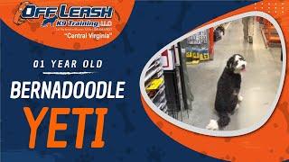 1yo Bernadoodle (YETI) | Richmond Virginia Dog Training