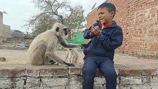 langur ji se hath jodkar chhodane ko kaha chhote bacche ne //langur video//Monkey video