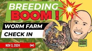 (Re-Release) Population Boom: Weekly Worm Farm Check In Nov 3, 2024