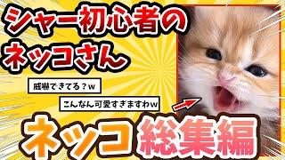 【2ch動物スレ総集編】子ネッコの威嚇があまりにも可愛すぎる→全然怖くない姿に悶絶www/ネッコ300選！