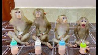 4 Siblings Sit Meditating Very Calmly & Excited While Waiting Mom To Feed Them Fruity Milk