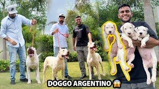 Biggest Doggo Argentino Farm in Punjab,India