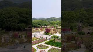 실시간 영상! 5월 30일 서울대공원 장미원 풍경