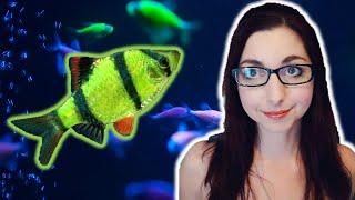 GloFish Barb Care Guide | GloFish Care Guide Series Ep. 4 | Tiger Barbs