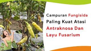 Racikan Fungisida Paling Kuat, Atasi Patek/Antraknosa Sampai Tuntas dan Cegah Layu Bakteri