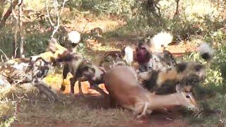 Wild Dogs Eat Impala Alive