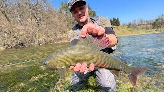 River Ribnik - 27.3.2022