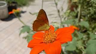 Isoca de la alfalfa - Colias lesbia