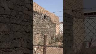 Hazrat Fatima RZ ka ghr Mubarak ️ #travel #vlog #history #shortfeed #madina #gharmubarak #ytshorts