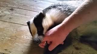 Tor the tame badger playing after his bath.