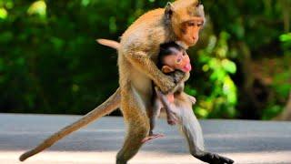 Oh Mom help! poor baby monkey was stolen by monkey lover run away from mom