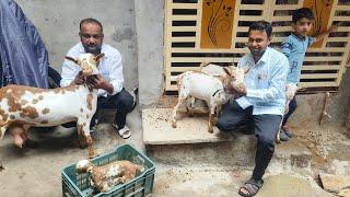 Quality Barbari collection at MS Barbari goat farm Aurangabad