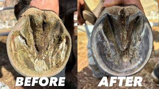 Restoring long horse hoof |ASMR