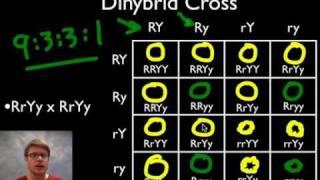 A Beginner's Guide to Punnett Squares