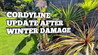 CORDYLINE UPDATE AFTER WINTER DAMAGE  🫣