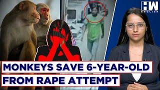 Report: Monkeys Save 6-Year-Old From Rape Attempt In Uttar Pradesh's Baghpat