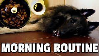 Morning Routine with my Belgian Shepherd Dog