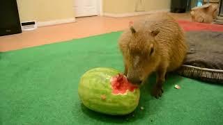 Capybara comiendo sandia durante 10 horas