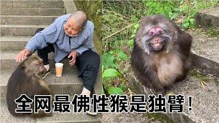 全网最通人性猴子，和84岁老师太相依为命12年因慈眉善目走红网络【网红故事分享】