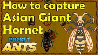 How to capture Asian Giant Hornet - Pocket Ants - Smart Daddy