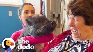 Woman Surprises Her Family With A Pet Pig And They Aren’t Happy | The Dodo