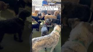 옆집아저씨와 애디랑 Dog Bar에 다녀왔어요 #미국문화#개카페