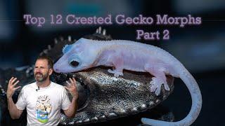 Top 12 Crested Gecko Morphs 2024 (Part 2)