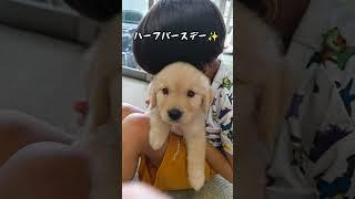 ルピシアハーフバースデーまでの記録#ゴールデンレトリバー仔犬 #ゴールデンレトリバーのいる生活 #ゴルパピ