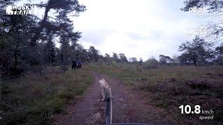 Husky Dogscooter: Zuid Ginkel - Veluwe (2020/10/04)