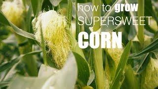 How to grow loads of corn