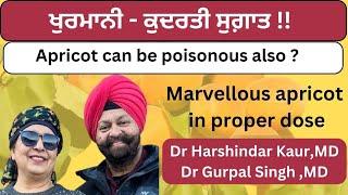 Marvellous apricot! Can be poisonous!! ਖੁਰਮਾਨੀ ਬਾਕਮਾਲ ! ਕਿਹੜੀ ਜ਼ਹਿਰੀਲੀ !(402)