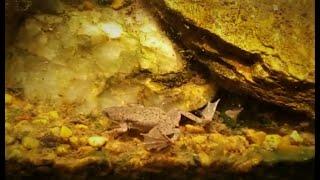 African Dwarf Frogs: Fully Aquatic Amphibians