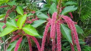 Garden Tour/Update Raw & Unpruned // Orchid Update // Tropical Plant Party