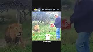 "Tiger Bhookha Tha… Sher Game Samajh Raha Tha#Power of lion||#viralvideo #lionking