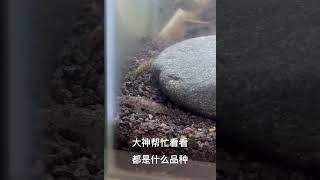 虾虎鱼  今天野采的8条野生虾虎鱼    有没有大神帮忙看下都是什么品种