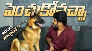 German Shepherd ని పెంచుకోవచ్చా ?