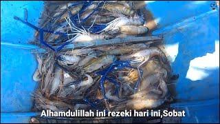 Catching giant prawns this time is enough to feed a week.  Eps 32