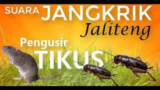 Suara Jangkrik JALITENG Pengusir TIKUS DIJAMIN AMPUH | Cricket noises AUDIO