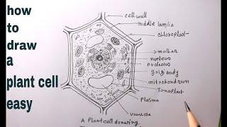 How TO Draw Plant Cell Easy/Draw A plant Cell/plant cell diagram Easy