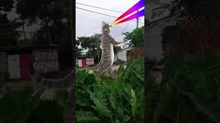 #billi Boli Meow ‍⬛ #bollywood #song #funny
