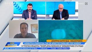 Η τροπική μέδουσα «Rhopilema Nomadica» εμφανίστηκε στη Ρόδο - Τι λέει ωκεανογράφος | Ethnos