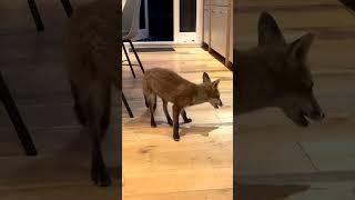 WILD FOX COMES INTO KITCHEN FOR GRAPES      #wildfoxes#urbanfox #fox