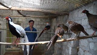 Harvest corn to sell and take care of the birds. Robert | Green forest life